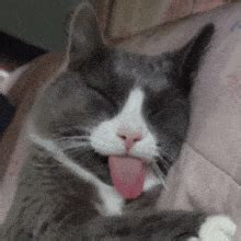 Image result for Cat Coding at Computer