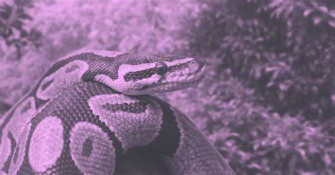 Image result for Machine Learning Models in Python