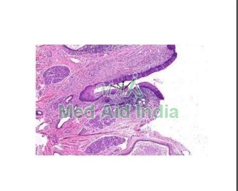 Oral Histology Taste Bud Manufacturer Exporter Supplier from Noida India