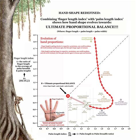 Image result for Genetics in Hand Shape