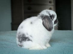 Image result for Holland Lop Colors Chart