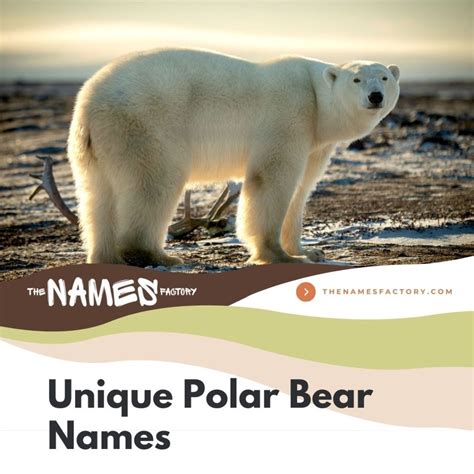 320+ Best Polar Bear Names for Your Snowy Buddy