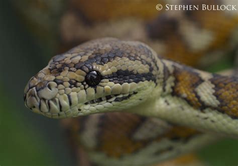 Image result for Albion Carpet Python