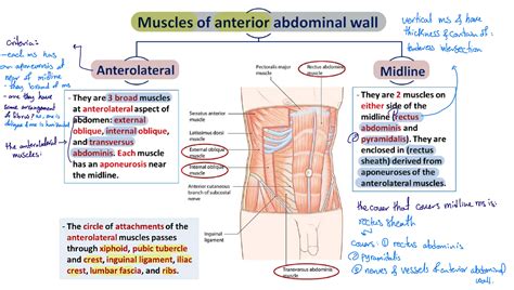 A full description of detailed Surgical _Anatomy_of the abdominal_Wall[1].pdf