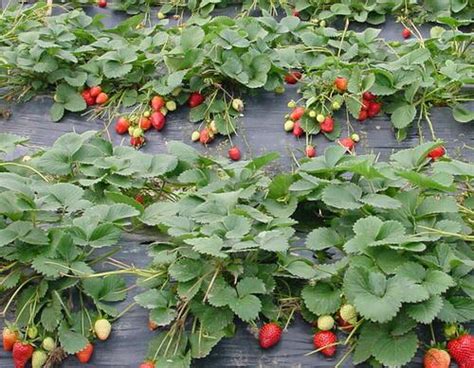 草莓适合几月份种植？草莓种植时间方法-种植技术-中国花木网