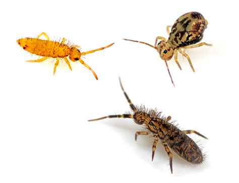 Image result for Springtail Bugs