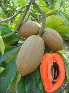 FasanGreen Chiku Plant Price in India - Buy FasanGreen Chiku Plant ...