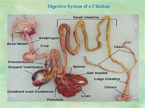 Image result for Chicken Digestive Machanism System