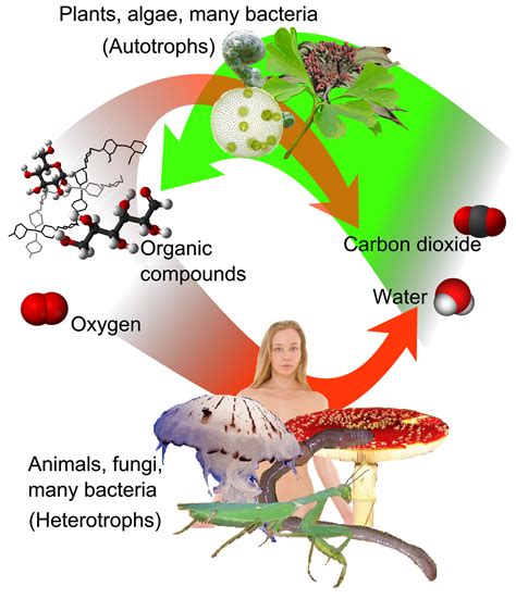 Difference between Respiration and Breathing