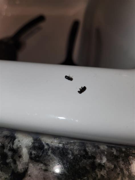 Small flying black bugs found near sink : r/bugidentification