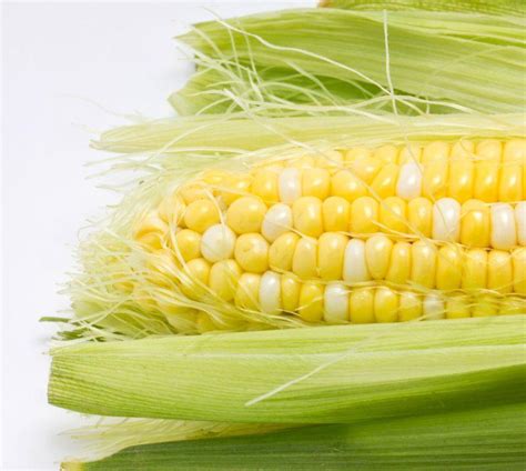 玉米品种如何区别_百度知道