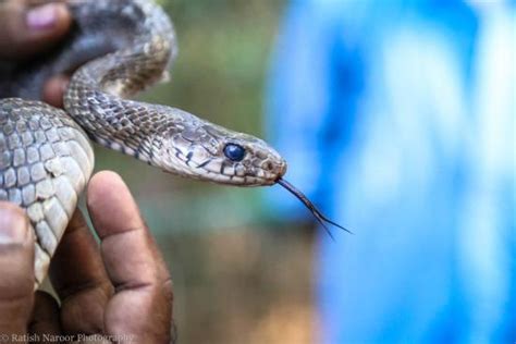 Parassinikkadavu Snake Park (Kannur) - 2019 What to Know Before You Go ...