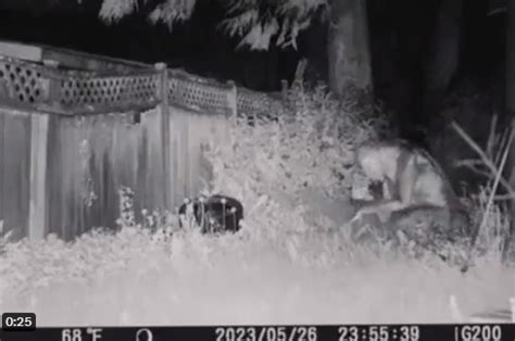 Alien in Backyard Pick-A-Boo 的图像结果