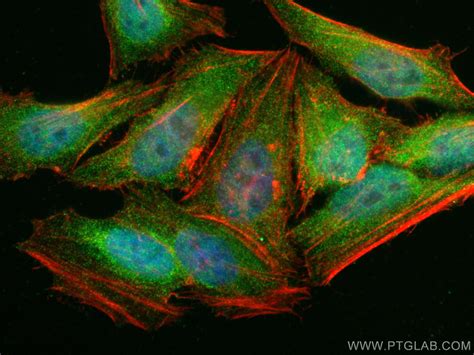 STAT3 antibody (60199-1-Ig) | Proteintech