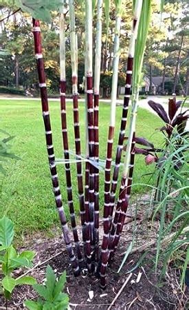 OXY GREEN PLANT®Negros Island Black sugarcane, Filipino Black sugarcane ...