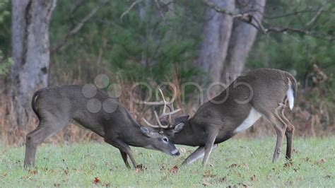 Buck Deer Fighting Wallpaper 317 Deer Bucks Fighting Stock Photos