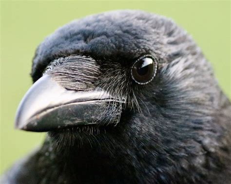 Crow Beak