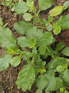 sannidhah and adhwin distrebutors Indian Sarsaparilla Plant Price in ...