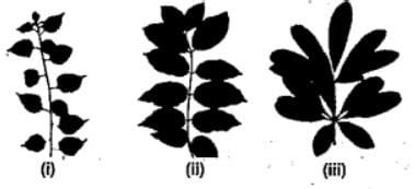 Study the given figures and identify the kind of phyllotaxy.a)Alternate ...
