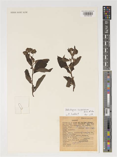 Heliotropium arborescens L. | Plants of the World Online | Kew Science
