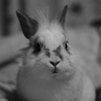 Image result for Bunny Portrait