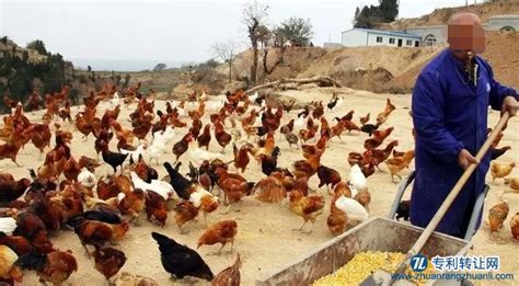 安徽阶梯式自动化养鸡上料系统 河南凤银牧业养殖设备供应