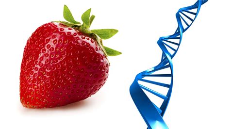 Extract DNA from a Strawberry at Home - Cool Science Experiment (With ...