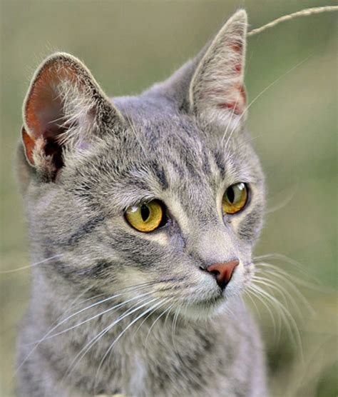 Moonflower | Grey tabby cats, Grey cat breeds, Tabby cat