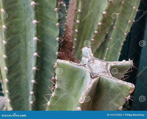 Close-up of Star Shaped Cactus. Thorn Cactus Stock Photo - Image of ...