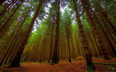 Forest Tree 的图像结果