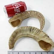 Buy 2 Sheep Horns #1921 Ram Horns Online at Lowest Price in India ...