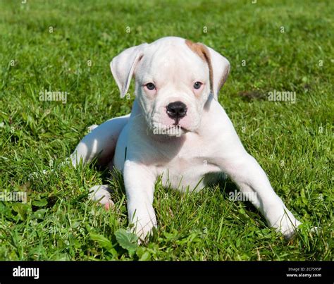 American bulldog puppy hi-res stock photography and images - Alamy