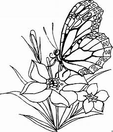 ausmalbilder schmetterling auf blume schmetterling frisst aus bluete ausmalbild malvorlage ausmalbilder schmetterling auf blume schmetterling frisst aus bluete ausmalbild malvorlage