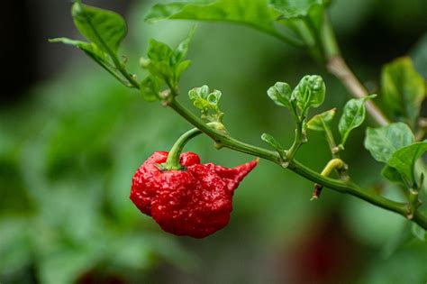 Carolina Reaper: History & Heat | Magic Plant Farms