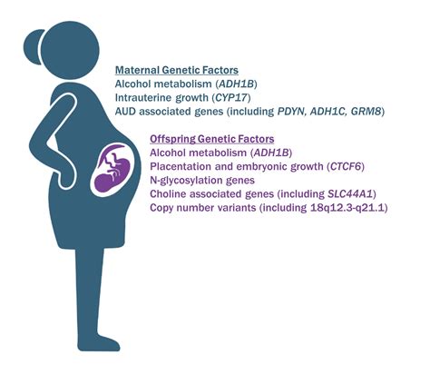 Genetic Influences on Fetal Alcohol Spectrum Disorder