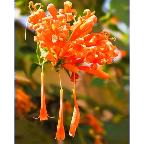 Trumpet Vine Plant (Orange Flower) | Buy Online - Nursery Nisarga