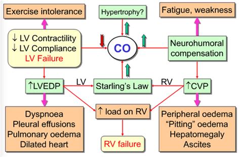L16: Pathophysiology of heart failure Flashcards | Quizlet