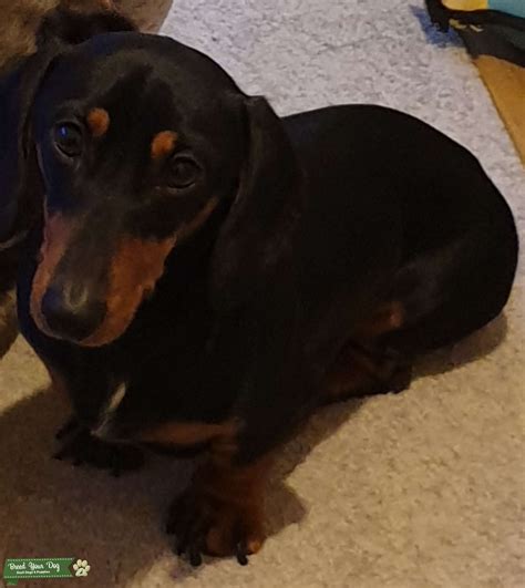 Black a d tan smooth hair miniature dachshund - Stud Dog Derbyshire ...