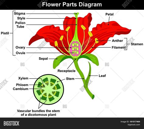 Diagram Of Flower Parts Labeled Flower Parts Science Common