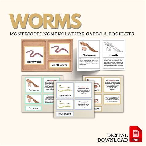WORMS Zoology Parts of Earthworm Flatworm Roundworm Montessori ...