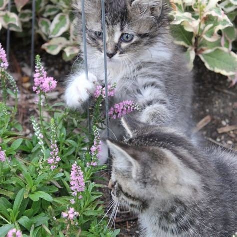 15 Cat-Friendly Plants For Your Garden