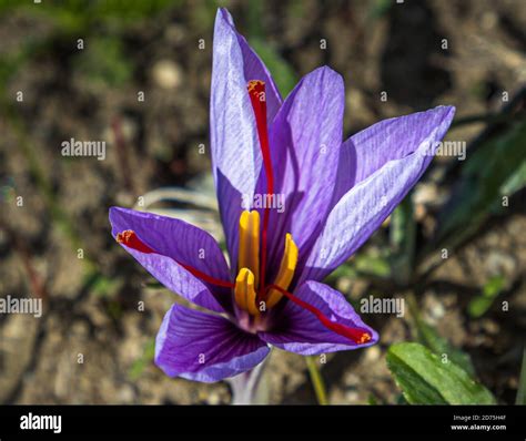 Saffron cultivation, harvest and processing in Mund, Naters ...