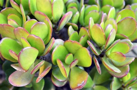 Crassula Ovata (Jade) – GreenDNA® India