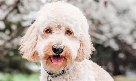 Image result for Cockapoo Dog Names