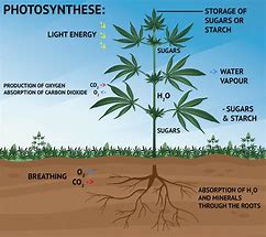 photosynthesis 的图像结果