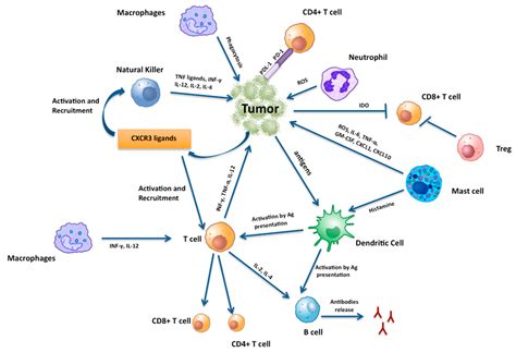 Immune and Inflammatory Cells in Thyroid Cancer Microenvironment