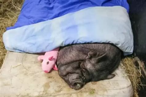 Firefighters Rescue Pig Weighing 190 Kg From Flat, It Was Fed Only ...