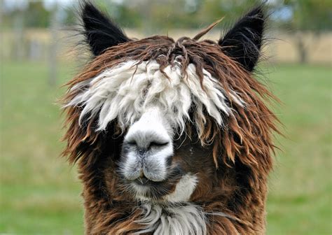 40 Adorable Alpaca Photos to Make You Smile | Reader's Digest