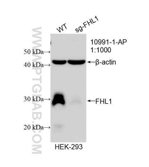FHL1 antibody (10991-1-AP) | Proteintech