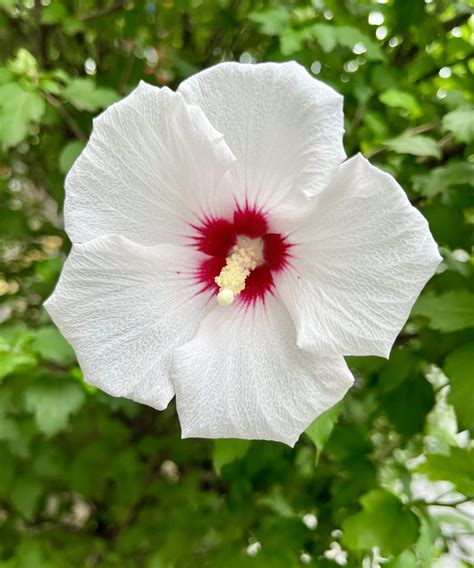 How to prune a rose of Sharon: expert tips to trim correctly | Homes ...